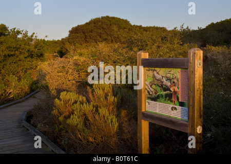 Pädagogischen Zeichen Weg Holzsteg durch El Moro Elfin Wald natürlichen Bereich Los Osos Kalifornien Stockfoto