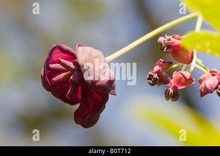 Nahaufnahme der Blüte eine Schokolade Rebe, Akebia quinata Stockfoto