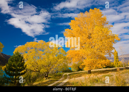 Eine herbstliche Szene in Central Otago, Neuseeland Stockfoto