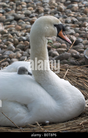 Swan mit cygnet auf dem Rücken.at Abbotsbury Swannery Stockfoto