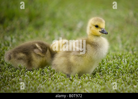 Junge Kanadagänse, Vancouver BCC. Stockfoto