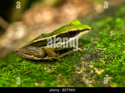 Greenback Grasfrosch Stockfoto