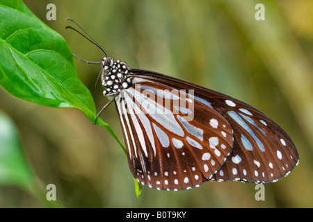 Dunklen Gläsern Tiger Parantica Agleoides agleoides Stockfoto