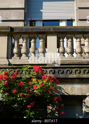 BLÜHENDEN ROSENSTRAUCH UND BALKON STRAßBURG ELSASS FRANKREICH Stockfoto