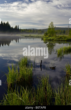 Spiegelungen im Wasser Marsch Stockfoto