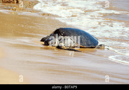 Pazifische grüne Meeresschildkröte, Galapagos-Inseln Stockfoto