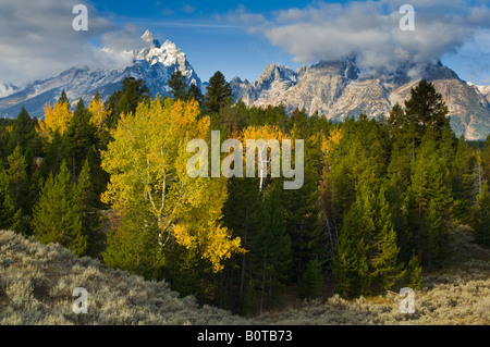 Espe Bäume im Herbst Morgen Wald unterhalb des Grand Teton Mountain Grand-Teton-Nationalpark, Wyoming Stockfoto