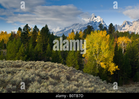 Espe Bäume im Herbst Morgen Wald unterhalb des Grand Teton Mountain Grand-Teton-Nationalpark, Wyoming Stockfoto