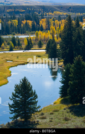 Farben des Herbstes auf Aspen und Cottonwood Bäume entlang der Snake River Grand-Teton-Nationalpark in Wyoming Stockfoto