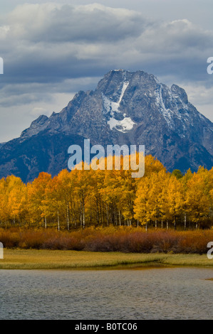 Goldene Aspen Bäume im Herbst unter Mount Moran an Wyoming Oxbow Bend Grand Teton Nationalpark Stockfoto