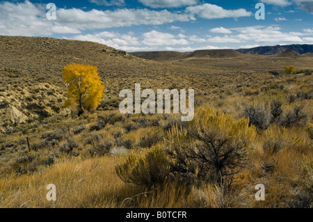 Einsamer Baum im Herbst auf Palette landet in der Nähe von Cody Wyoming Stockfoto