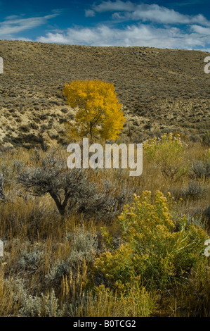 Einsamer Baum im Herbst auf Palette landet in der Nähe von Cody Wyoming Stockfoto