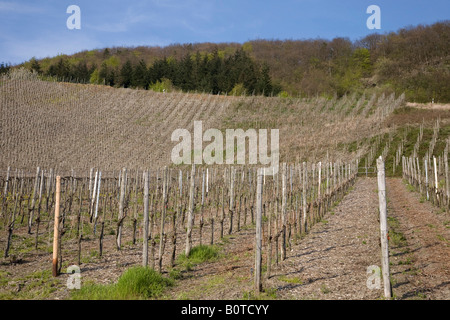 Blick über die Weinberge in Piesport an der Mosel in Deutschland Stockfoto