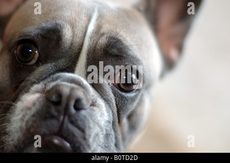 Portrait über eine französische Bulldogge. Stockfoto