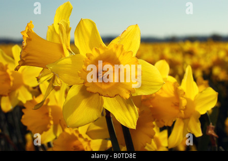 Nahaufnahme von einem gelben Narzisse in einem Feld. Stockfoto