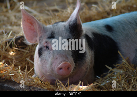 Glückliches junges Schwein im Stroh Stockfoto