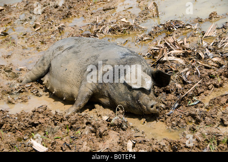 Ein Schwein Verlegung in Pfütze Burma Myanmar Stockfoto