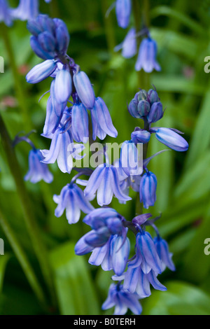 Frühling – Scilla oder englische Bluebell (S. Nonscripta u.a.), auch bekannt als: Blaustern Stockfoto