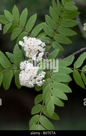 Rowan Tree blossom Stockfoto