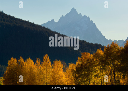 Goldener Herbst Blätter auf Espe Bäume im Herbst unter Grand Teton Mountain Peak Grand Teton Nationalpark Wyoming Stockfoto