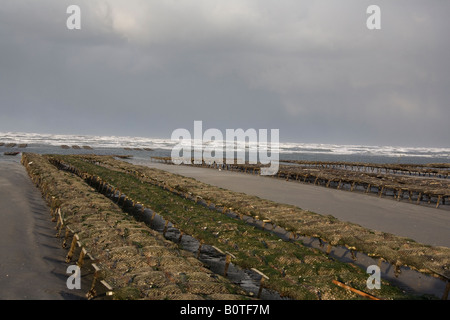 Austernzucht in der Normandie Stockfoto