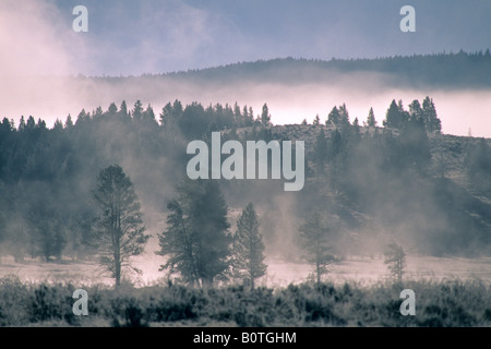 Nebel Frost Bäume in Hayden Valley an einem kalten Herbstmorgen Yellowstone-Nationalpark, WYOMING Stockfoto