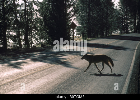 Coyote, überqueren eine zweispurige asphaltierten Straße in der Nähe des Yellowstone River Yellowstone Nationalpark Wyoming Stockfoto