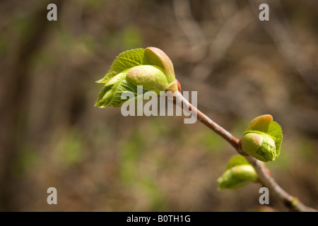 Frühling in Montreal, Kanada. Stockfoto