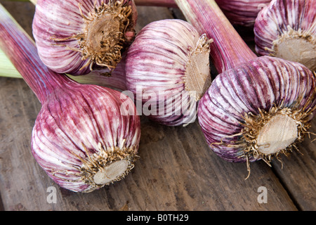 Roten Knoblauch Zwiebeln. Stockfoto