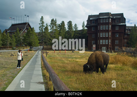 Zu nahe am amerikanischen Bison-Büffel und touristischen Tierwelt Tier an alten Gläubigen Lodge Yellowstone Nationalpark, Wyoming Stockfoto