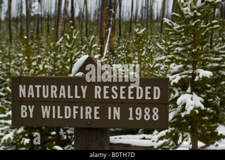 Melden Sie sich über Nachwachsen der Bäume im Wald nach Wildfire Yellowstone-Nationalpark, Wyoming Stockfoto