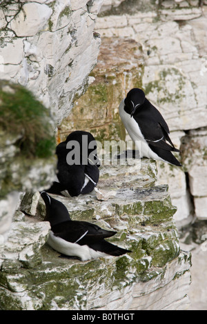 Tordalk Alca Torda auf Klippe Verschachtelung Bempton Klippen Yorkshire Stockfoto