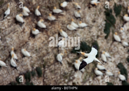 Northern Gannet Morus Bassanus Verschachtelung Kolonie an Bempton Klippen RSPB reserve West Yorkshire Stockfoto