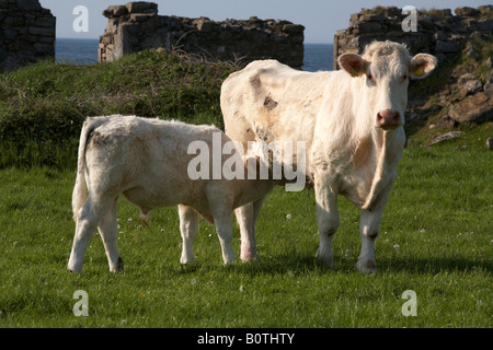 Charolais-Rinder-Mutter mit Kalb trinken Milch Grafschaft Sligo Irland Stockfoto