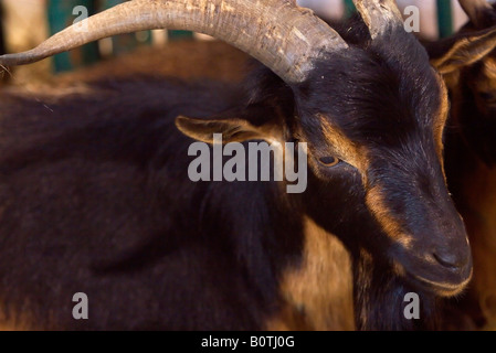 Vancouver Kanada niedrigeren Festland Farmers Market und Nutztiere Stockfoto