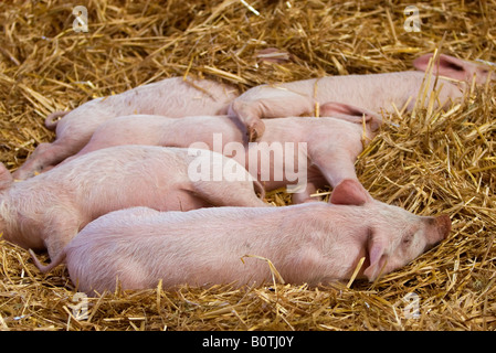 Vancouver Kanada niedrigeren Festland Farmers Market und Nutztiere Stockfoto