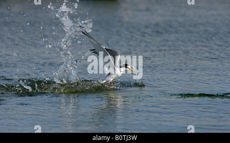 Wenig Tern Sterna Albifrons Flug Spanien Stockfoto