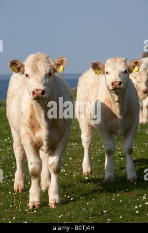 zwei junge Charolais Rind Kälber mit Ohrmarken, die ich auf Kamera mit anderen Vieh hinter Grafschaft Sligo Irland Stockfoto