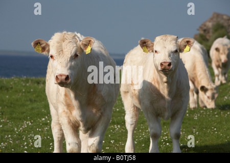 zwei junge Charolais Rind Kälber mit Ohrmarken, die ich auf Kamera mit anderen Vieh hinter Grafschaft Sligo Irland Stockfoto