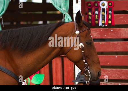 Vancouver Kanada senken Sie Festland Pferd Pferde und Reiter Bauernmarkt Nanaimo Stockfoto