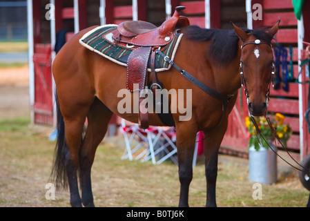 Vancouver Kanada senken Sie Festland Pferd Pferde und Reiter Bauernmarkt Nanaimo Stockfoto