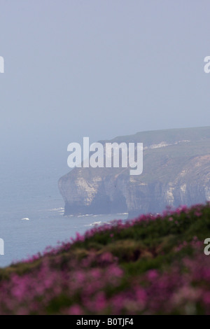 Ansicht von Flambourgh Head von Bempton Klippen Yorkshire Stockfoto