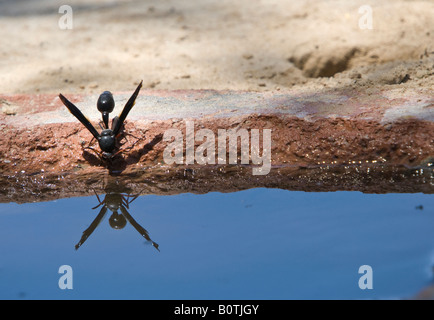 Eine Wespe trinken von Leitungswasser Überlauf Stockfoto