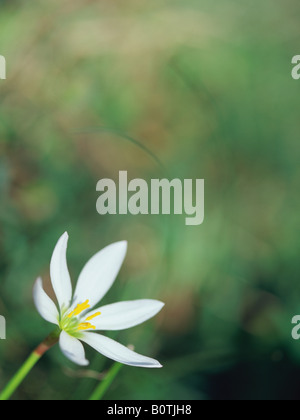 Fairy Lily, Zephyranthes candida Stockfoto