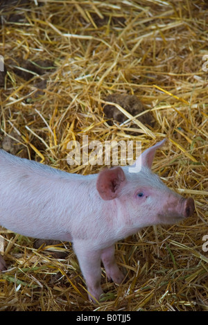 Vancouver Kanada niedrigeren Festland Bauern Tiere auf dem Bauernhof Stockfoto