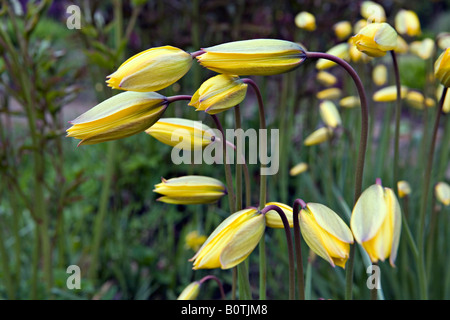 Profil von Tulipa Sylvestris Wilde Tulpe Blumen in LU Botanical Garden Riga Lettland Stockfoto