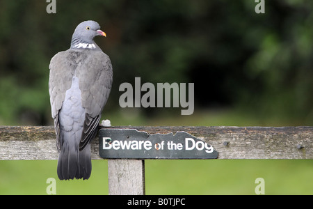 EINE BRITISCHE RINGELTAUBE MIT BEWARE OF DOG SIGN.UK. Stockfoto