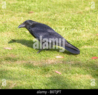 Krähe Corvus Corone Naturgeschichte Stockfoto