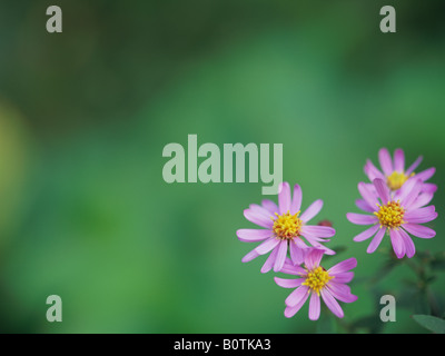 Aster Blumen Stockfoto