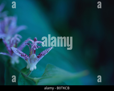 Haarige Kröte Lilien, Tricyrtis hirta Stockfoto